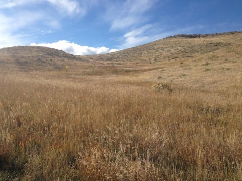 The inviting Golden Meadows of Bluffs Regional Park.