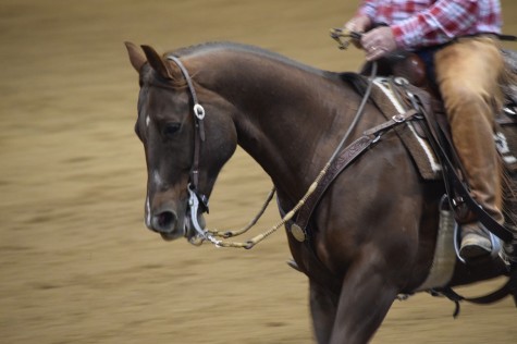 The essential joy of being with horses is that it brings us in contact with the rare elements of grace, beauty, spirit and freedom. -Sharon Ralls Lemon