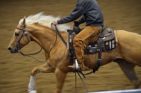 A horse is the projection of peoples' dreams about themselves - strong, powerful, beautiful - and it has the capability of giving us escape from our mundane existence. Pam Brown